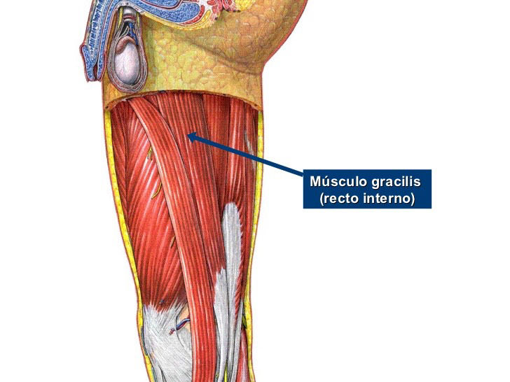 Inserciones musculares: cara interna de pelvis
