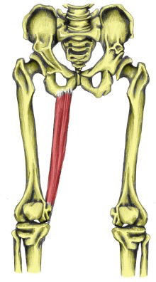 Inserciones musculares: cara interna de pelvis