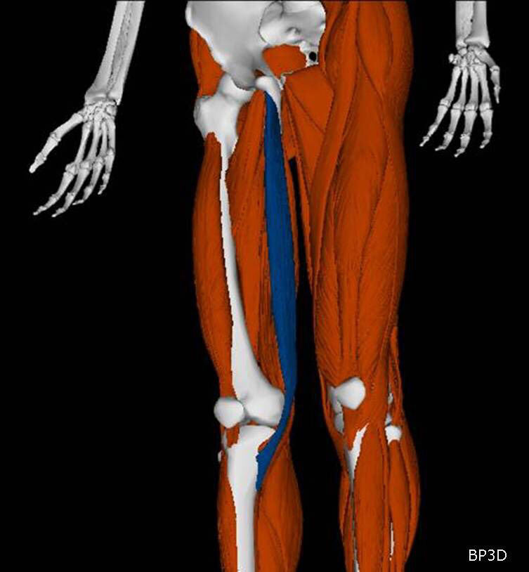 Inserciones musculares: cara interna de pelvis