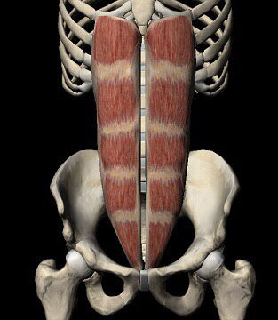 Inserciones musculares: cara interna de pelvis