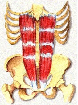 Inserciones musculares: cara interna de pelvis