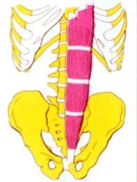 Inserciones musculares: cara interna de pelvis