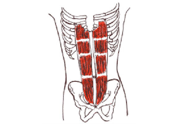 Inserciones musculares: cara interna de pelvis