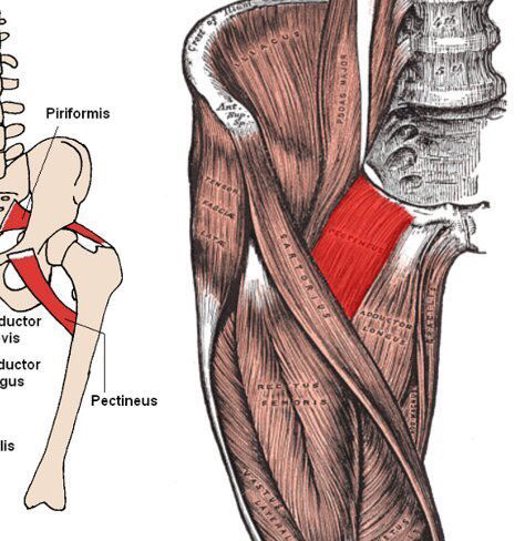Inserciones musculares: cara interna de pelvis