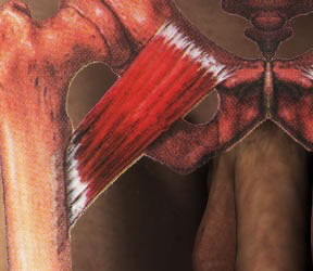 Inserciones musculares: cara interna de pelvis
