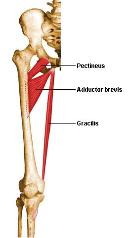 Inserciones musculares: cara interna de pelvis