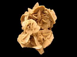 Rosa del Desierto