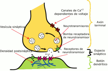 Psicofisiología