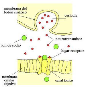 Psicofisiología