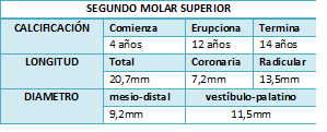SEGUNDO Y
TERCER
MOLAR SUPERIOR
PERMANENTE