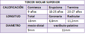 SEGUNDO Y TERCER MOLAR SUPERIOR PERMANENTE