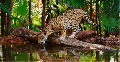 Sentido contrario en la selva