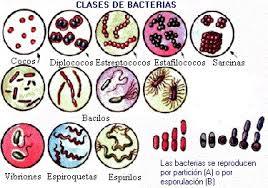 HIPOXIA EN INMUNIDAD INNATA E INMUNIDAD ADQUIRIDA