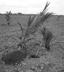 Labores de mecanización del cultivo de la palma de aceite.
