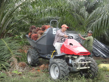 Labores de mecanización del cultivo de la palma de aceite.