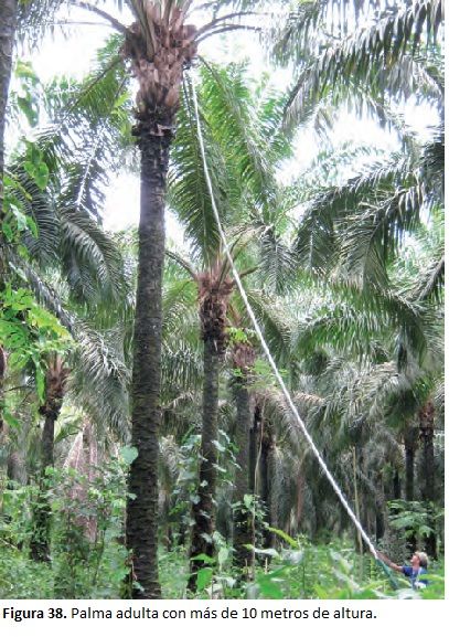 Labores de mecanización del cultivo de la palma de aceite.