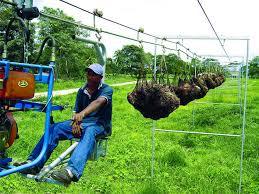 Labores de mecanización del cultivo de la palma de aceite.