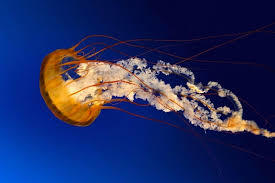 Cnidarios