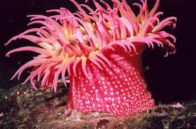 Cnidarios