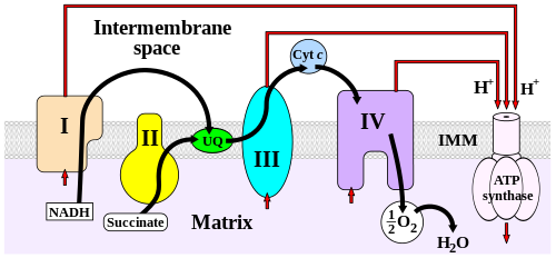 Bioenergética->mitocondria y cloroplastos.