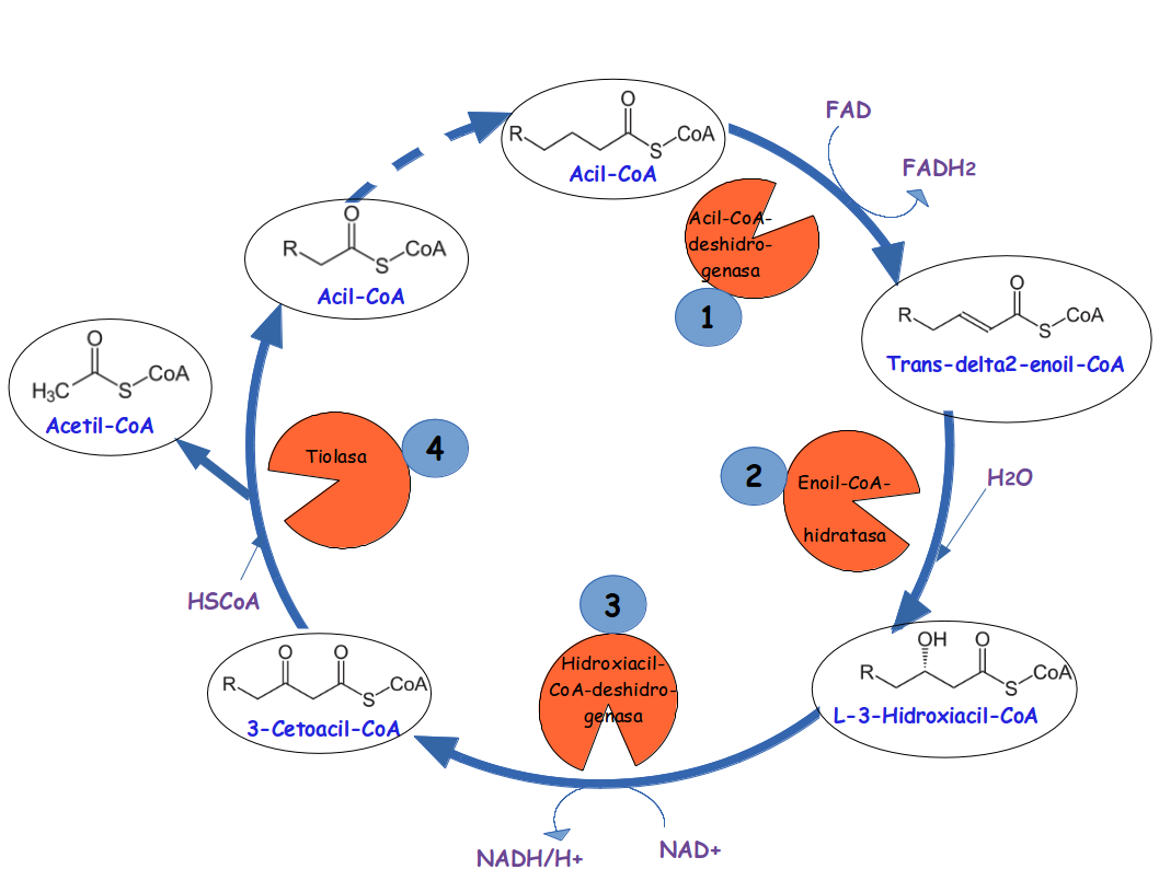 Bioenergética->mitocondria y cloroplastos.