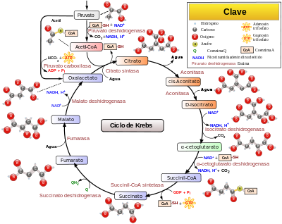 Bioenergética->mitocondria y cloroplastos.