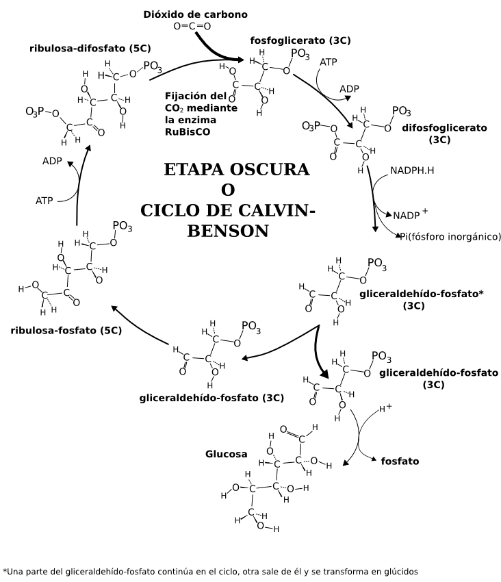Bioenergética->mitocondria y cloroplastos.