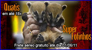 209- LEI 9.605/98- CRIMES AMBIENTAIS- DELITOS CONTRA A FAUNA- ART. 29