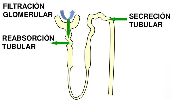 Formación de orina por los riñones: II. Reabsorción y secreción tubular