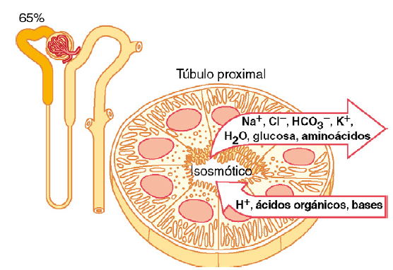 Formación de orina por los riñones: II. Reabsorción y secreción tubular