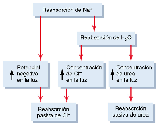 Formación de orina por los riñones: II. Reabsorción y secreción tubular