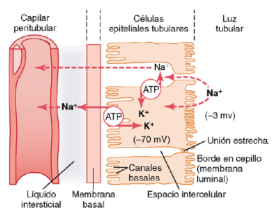 Formación de orina por los riñones: II. Reabsorción y secreción tubular
