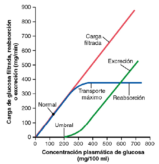 Formación de orina por los riñones: II. Reabsorción y secreción tubular