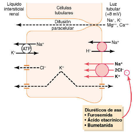 Formación de orina por los riñones: II. Reabsorción y secreción tubular