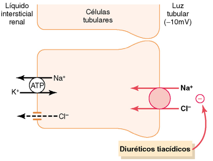 Formación de orina por los riñones: II. Reabsorción y secreción tubular