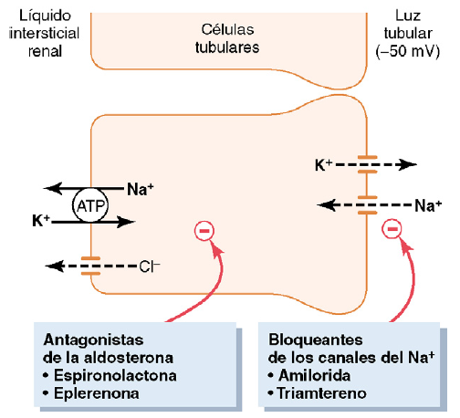 Formación de orina por los riñones: II. Reabsorción y secreción tubular