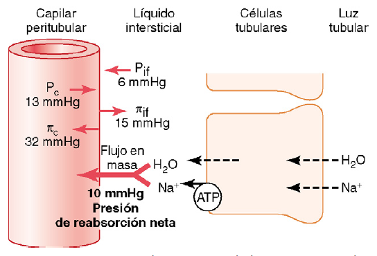 Formación de orina por los riñones: II. Reabsorción y secreción tubular