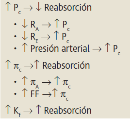 Formación de orina por los riñones: II. Reabsorción y secreción tubular