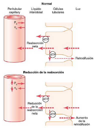 Formación de orina por los riñones: II. Reabsorción y secreción tubular