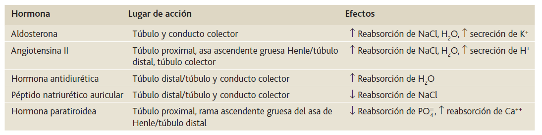 Formación de orina por los riñones: II. Reabsorción y secreción tubular