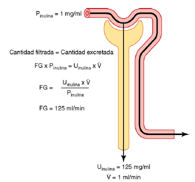 Formación de orina por los riñones: II. Reabsorción y secreción tubular