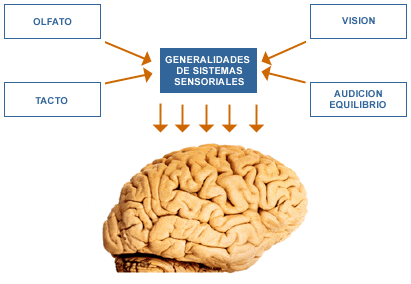ORGANIZACIÓN CEREBRAL
