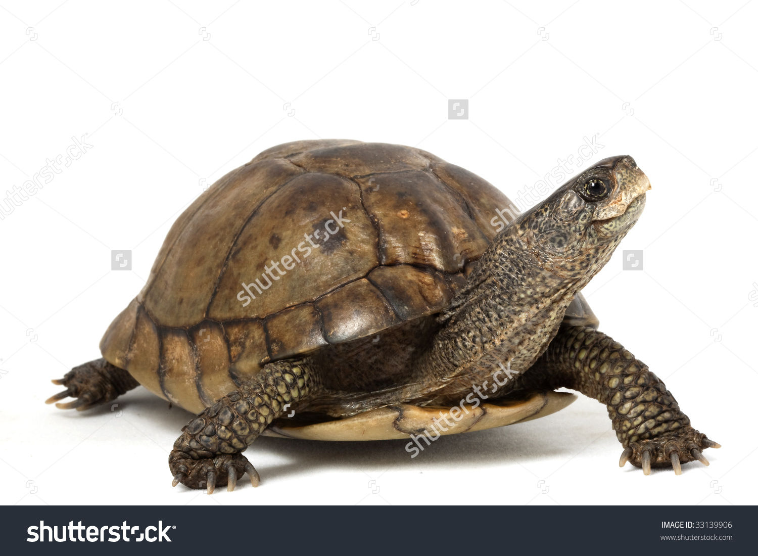 EXTINCIÓN DE ESPECIES