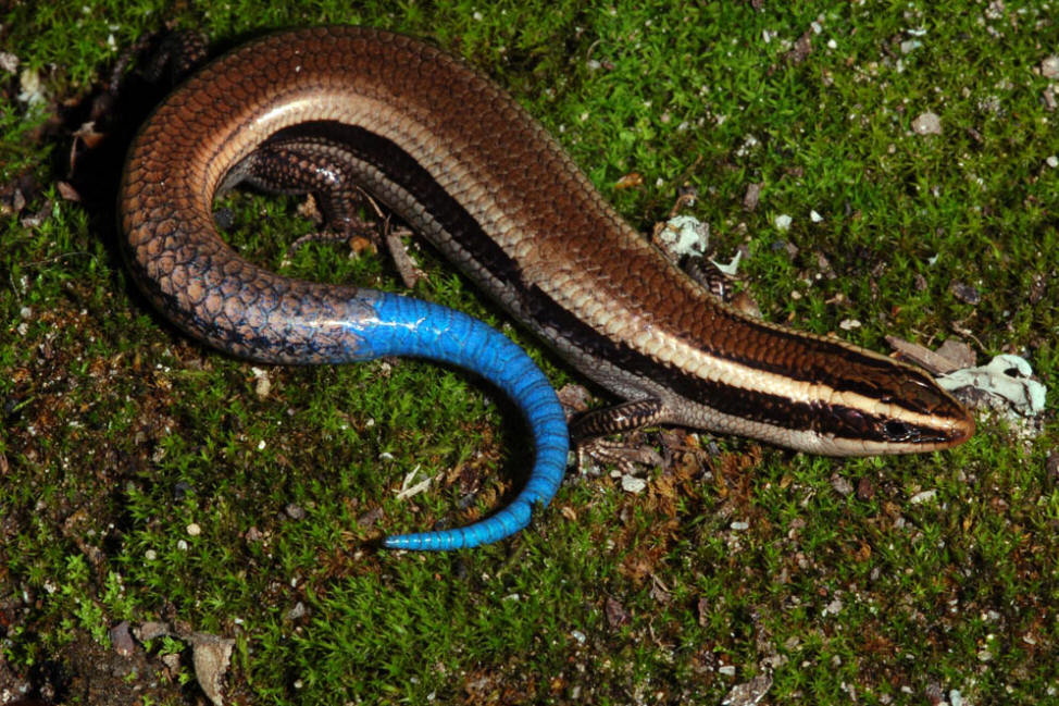 EXTINCIÓN DE ESPECIES