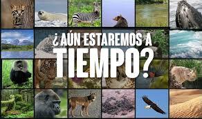 EXTINCIÓN DE ESPECIES