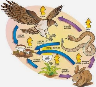 EXTINCIÓN DE ESPECIES