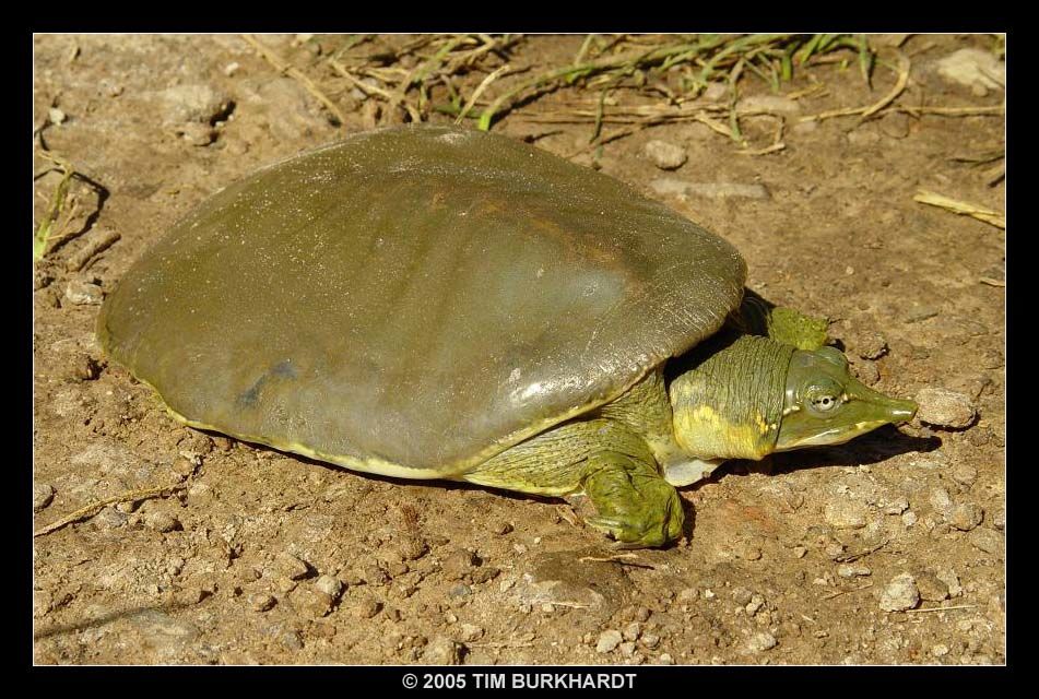 EXTINCIÓN DE ESPECIES