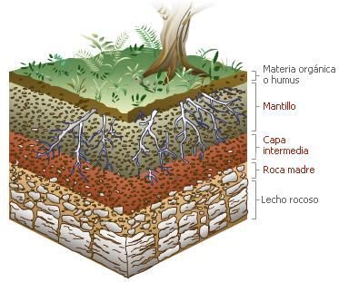nutrición y trasporte agua y nutrientes