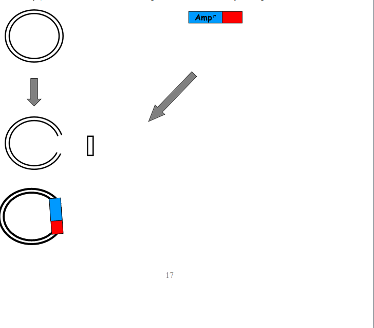 Pack 15 - Recombinant DNA technology