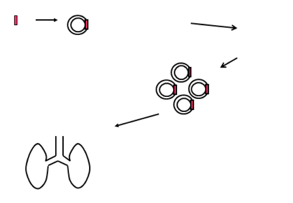 Pack 15 - Recombinant DNA technology